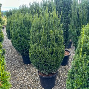 Tis prostredný (Taxus Media) ´HILLII´ - výška 140-160 cm, kont. C55L